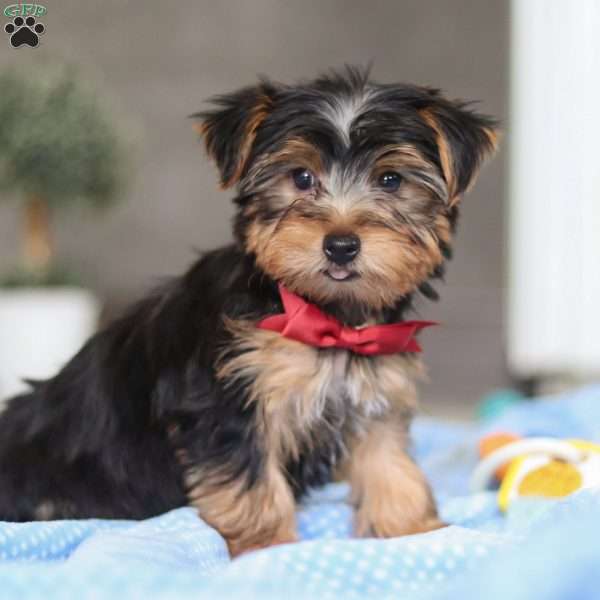 Leo, Yorkie Puppy